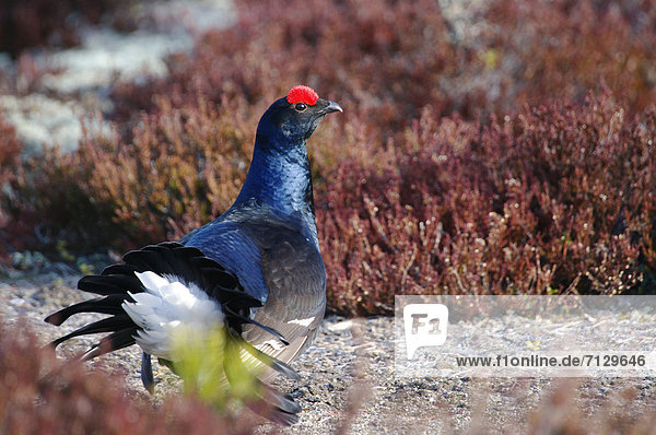 Europe  Sweden  Hamra  animals  bird  fowl-like  grouse  black-grouse  Lyrurus tetrix  Courtship display