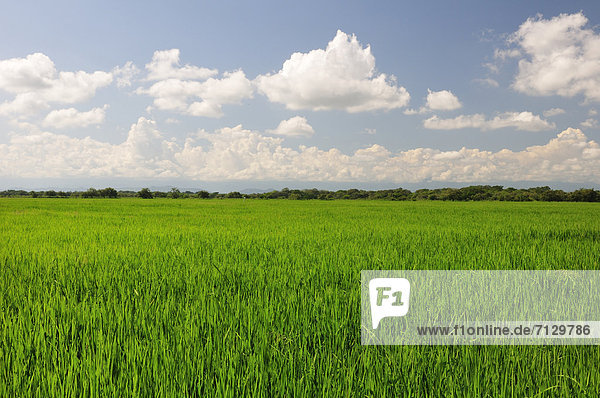 Rice  field  Saldana  Colombia  South America  green  agriculture