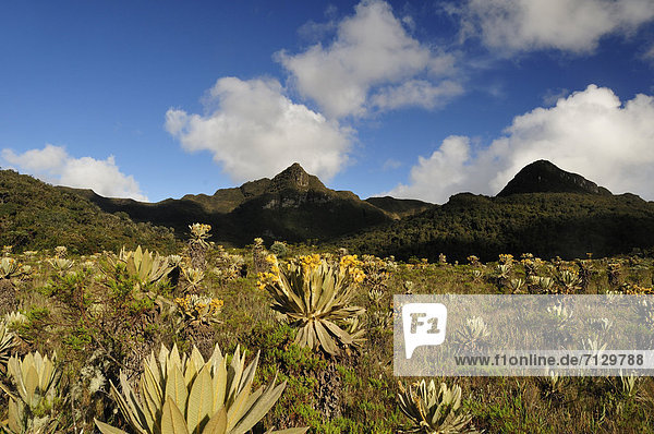 Flower  blooming  High  altitude  Andes  Frailejones  Totoro  Inza  Navado de Huilo  Colombia  South America