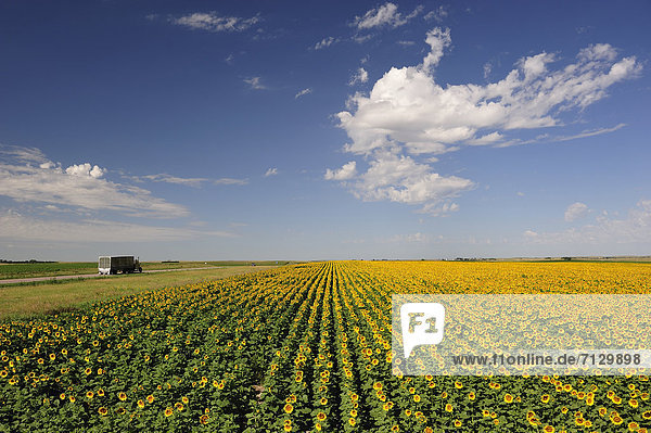 Vereinigte Staaten von Amerika  USA  Sonnenblume  helianthus annuus  Amerika  gelb  Landwirtschaft  Bauernhof  Hof  Höfe  Feld  Nordamerika  Nebraska