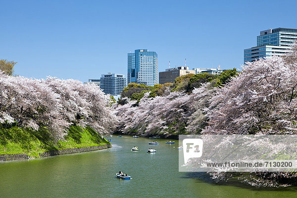 Kirschblüte  Blume  Urlaub  Reise  Großstadt  Tokyo  Hauptstadt  Asien  Innenstadt  Japan  japanisch  Teich