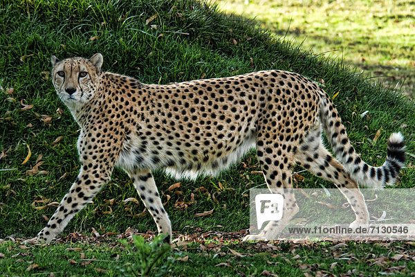 cheetah  acinonyx jubatus  leopard  animal  USA  Vereinigte Staaten  Amerika
