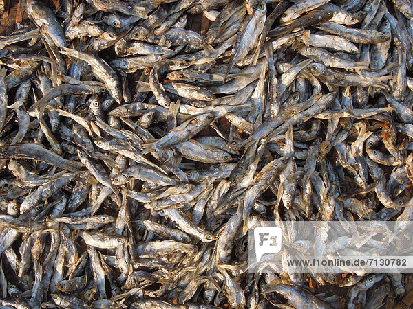 Fisch  Pisces  trocken  Asien  Laos
