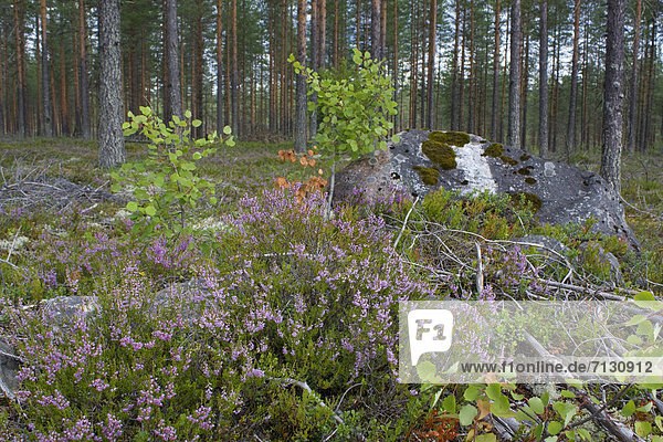 Urlaub Blume Baum Landschaft Reise Wald Pflanze Holz Tanne Finnland Moos Nordeuropa Skandinavien