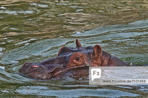 Wasser  Flusspferd  Hippopotamus amphibius  Tier  Tierischer Kopf  Tierkopf