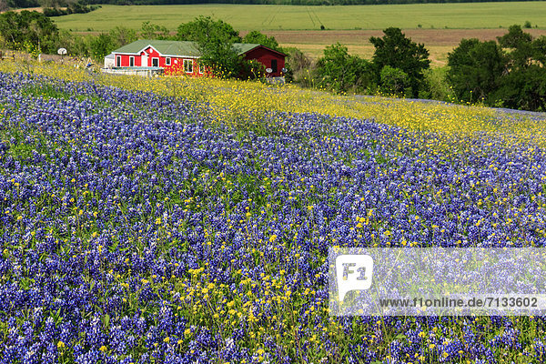 Vereinigte Staaten von Amerika  USA  Landwirtschaft  Bauernhof  Hof  Höfe  Pflanze  Texas