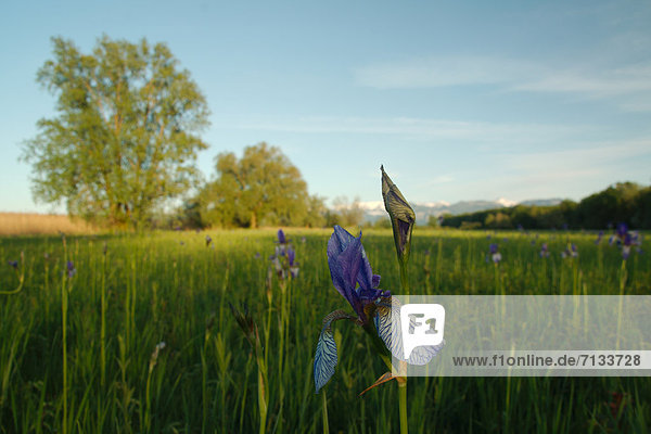 Austria  Europe  Vorarlberg  landscapes  Rheinholz  Rheindelta  grassland  Iris sibirica  irises  flowers