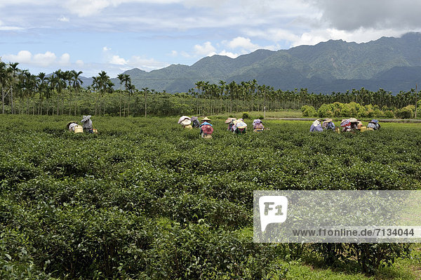 Frau  arbeiten  Landwirtschaft  Pflücker  Asien  Taiwan  Tee  Teeplantage