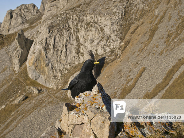 Gebirge  Felsbrocken  sitzend  Dohle  Corvus monedula  Kolkrabe  Corvus corax  Berg  Steilküste  Natur  Alpen  Vogel  Schweiz