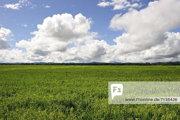 Central America  Costa Rica  rice field  clouds  Dominical  agriculture