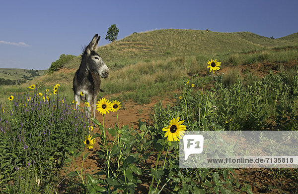 Vereinigte Staaten von Amerika  USA  Sonnenblume  helianthus annuus  Esel  Amerika  ungestüm  Maultier  Kommunikation  Wiese  Gras  Prärie  South Dakota