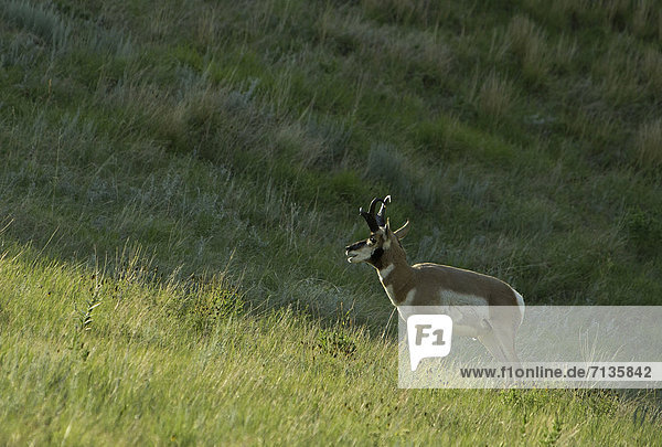 Vereinigte Staaten von Amerika  USA  Amerika  Tier  Säugetier  ungestüm  Gabelbock  Antilocapra americana  Antilope  Prärie  South Dakota  Wildtier