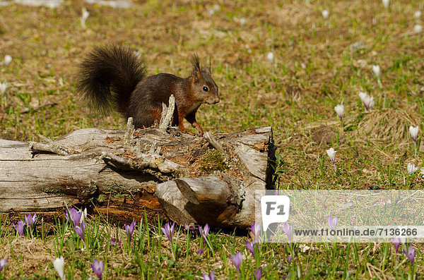 Swiss  mammal  forest  Eurasian red squirrel  Squirrel  boom spring