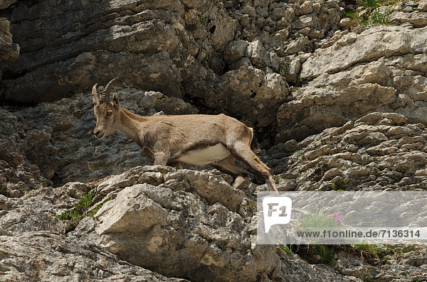 Swiss  Churfirsten  mammal  alps  animal  Artiodactyl  ruminat  Capricorn  beak  goatish  alps