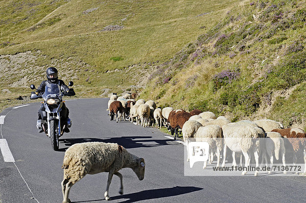 Motorcyclist driving on a road with sheep  Col du Tourmalet mountain pass road  mountains  Bareges  Midi-PyrÈnÈes  Pyrenees  departement of Hautes-Pyrenees  France  Europe  PublicGround