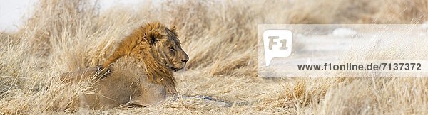 Löwe  Panthera leo