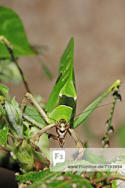 Riesen-Blattheuschrecke  Riesenblattheuschrecke  Malayische Blattschrecke oder Malayische Fensterschrecke (Ancylecha fenestrata)  Vorkommen in Malaysia  captive  Bergkamen  Nordrhein-Westfalen  Deutschland  Europa