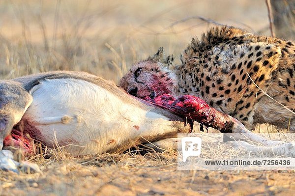 Gepard  Acinonyx jubatus  Fest  festlich  töten  Namibia  blutig  Kadaver