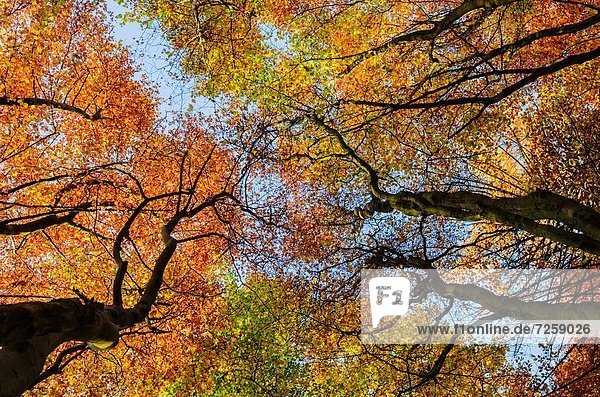 Laubwald Farbe Farben zeigen Baum Nostalgie Holz Herbst Buche Buchen England