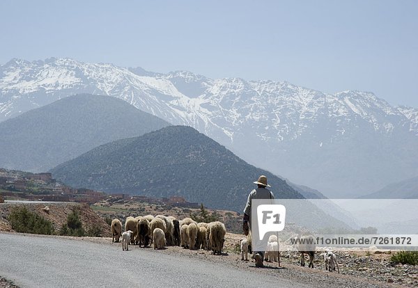 A local man herding sheep on a road with the Atlas Mountains in the background  Morocco  North Africa  Africa
