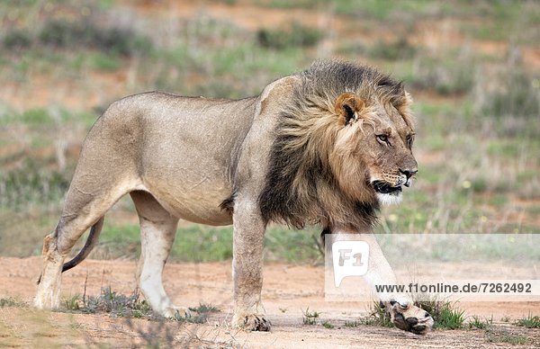 Löwe (Panthera Leo) Kgalagadi-Transfrontier-Nationalpark Northern Cape Südafrika Afrika