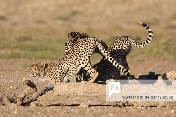 Südliches Afrika Südafrika Afrika