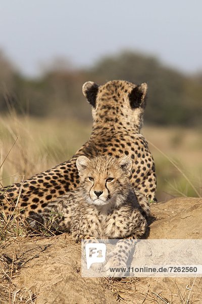 Südliches Afrika Südafrika Afrika