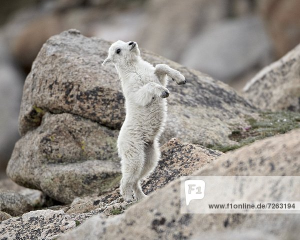 Mountain goat (Oreamnos americanus) kid jumping  Mount Evans  Arapaho-Roosevelt National Forest  Colorado  United States of America  North America