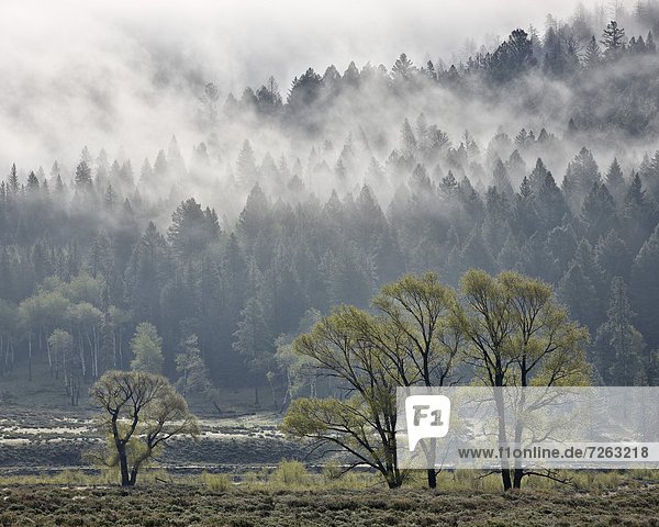 Vereinigte Staaten von Amerika  USA  Baum  Nebel  Mehrere Gegenstände  Gruppe von Gegenständen  Nordamerika  immergrünes Gehölz  UNESCO-Welterbe  Yellowstone Nationalpark  Wyoming