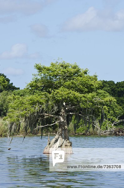 Vereinigte Staaten von Amerika  USA  Nordamerika  Everglades Nationalpark  UNESCO-Welterbe  Florida