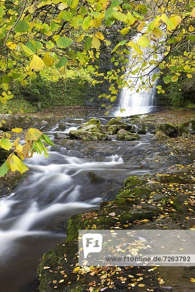 Europa  Großbritannien  Herbst  Wasserfall  Laub  Powys  Wales