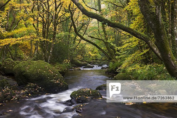 Laubwald  Europa  Großbritannien  fließen  Fluss  Herbst  Laubbaum  Devon  England