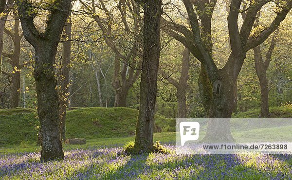 Laubwald  Europa  Großbritannien  Wachstum  Eiche  Devon  England