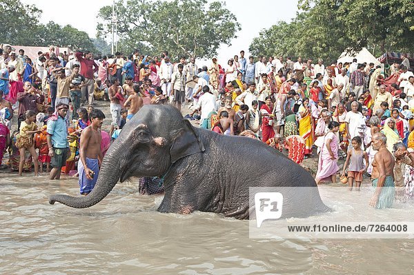 nahe  waschen  Fluss  Rind  Gast  Elefant  Ganges  Asien  Bihar  bevölkert  Indien