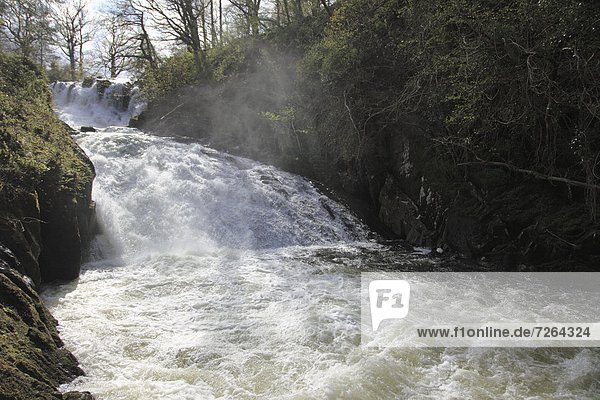 Swallow Falls  Afon Llugwy river  near Betws-y-Coed  Wales  North Wales  United Kingdom  Europe