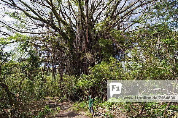 Giant banyan tree at the Island of Tanna  Vanuatu  South Pacific  Pacific