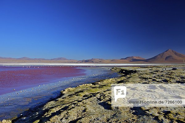 Laguna Colorada (Red Lagoon)  a shallow salt lake in the southwest of the altiplano  Eduardo Avaroa Andean Fauna National Reserve  Bolivia  South America