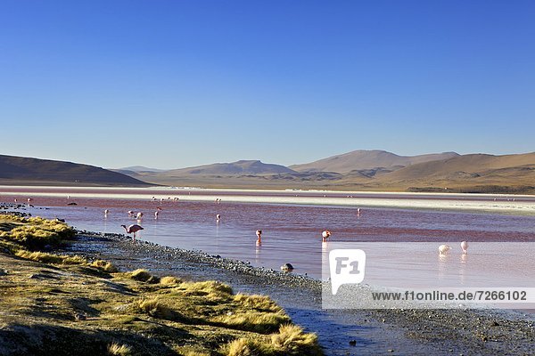 Flamingos on Laguna Colorada (Red Lagoon)  Eduardo Avaroa Andean Fauna National Reserve  Southwest Highlands  Bolivia  South America