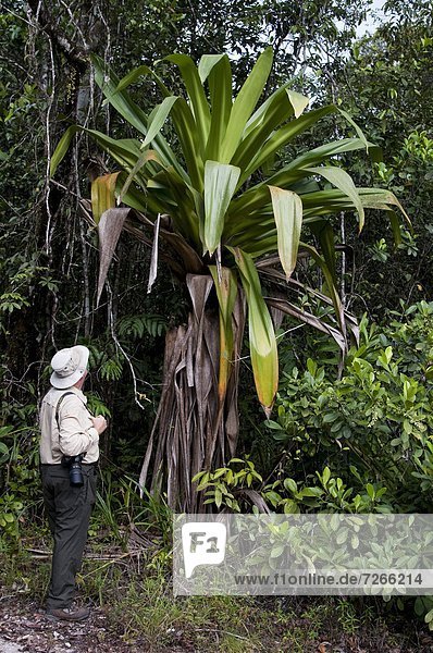 Giant tank bromeliad (Brocchinia micrantha) with human on-looker for scale  Kaieteur National Park  Guyana  South America