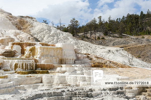 Geomorphologie  weiße und gelbe Kalk-Sinterterrassen  Palette Spring  Mammoth Hot Springs  Yellowstone-Nationalpark  Wyoming  USA  Vereinigte Staaten von Amerika  Nordamerika