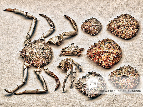 Pieces of crab shell