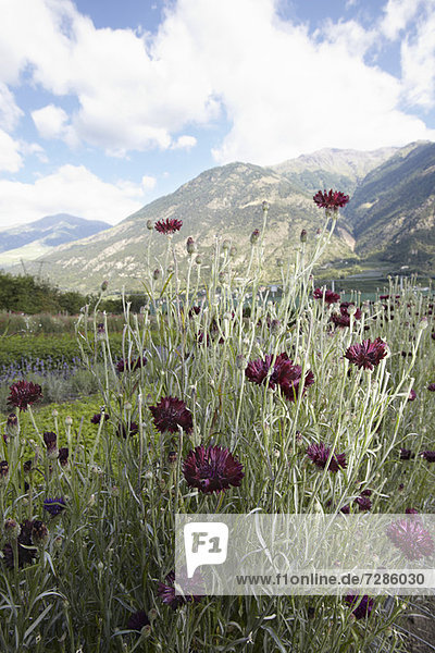 Field of flowers in rural landscape