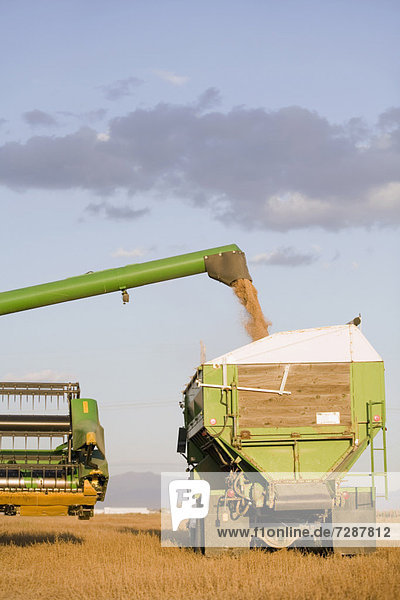 Combining grain