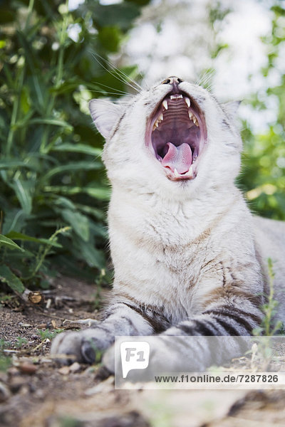 Gähnende Katze