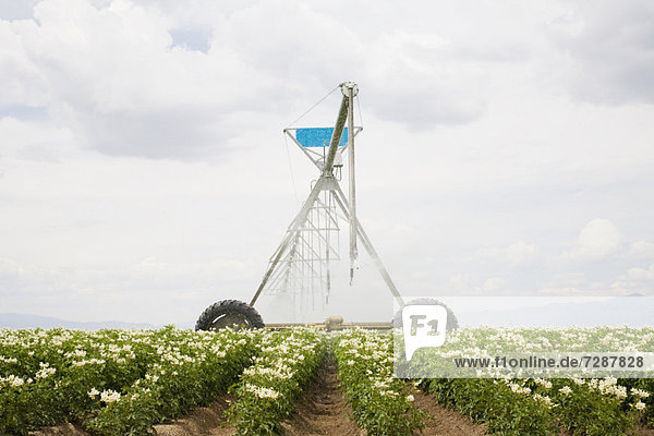 Wasser  Blume  Rasensprenger  Pflanze  Kartoffel