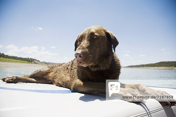 Chocolate Labrador dog resting on back of boat
