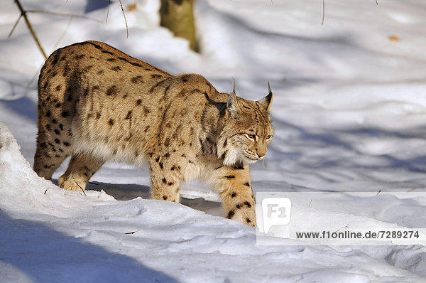 Luchs (Lynx lynx) läuft durch den Schnee  Tierfreigelände Nationalpark Bayerischer Wald  Bayern  Deutschland  Europa