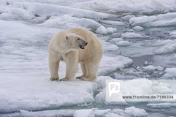 Eis- oder Polarbär (Ursus maritimus)  Weibchen  Svalbard-Archipel  Spitzbergen  Barentssee  Norwegen  Arktis