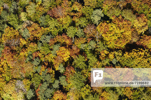Herbstlicher Mischwald  Luftbild