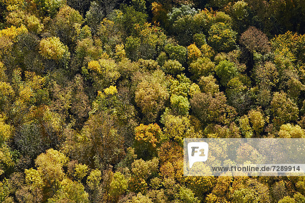 Herbstlicher Wald  Luftbild